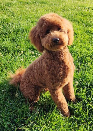 Benett, Solid Red Poodle Stud