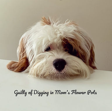 Reuben, our Blenheim Cavapoo Stud