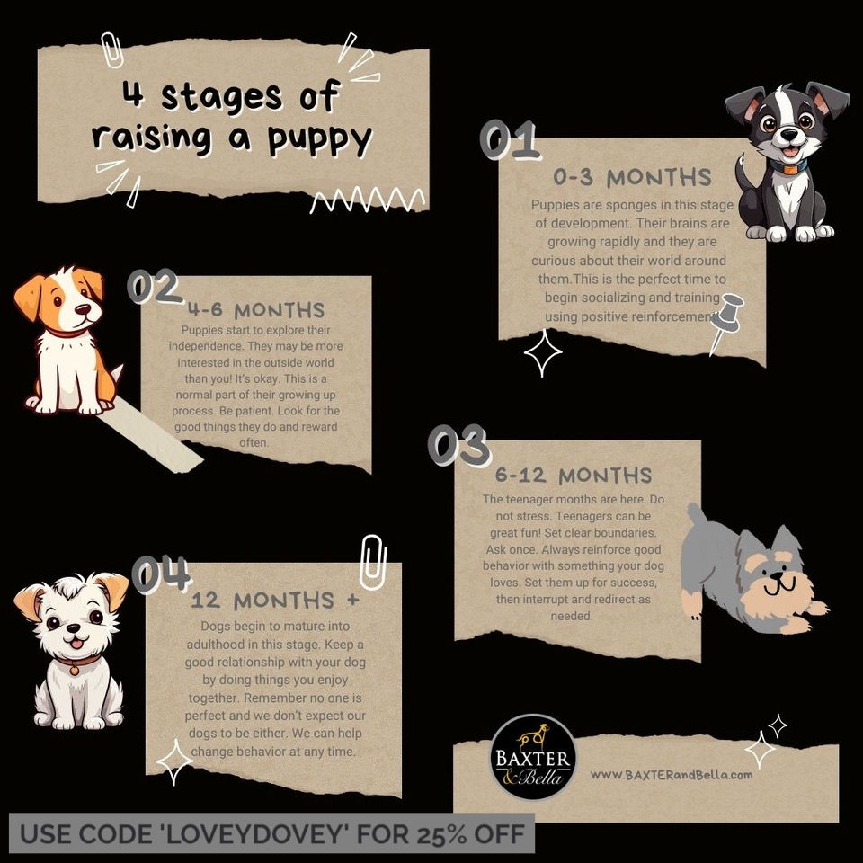 Puppy Stages of Life