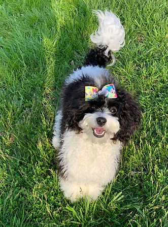 Stella D'Oro, Black & White, piebald, biparti, F1 Cavapoo Mother