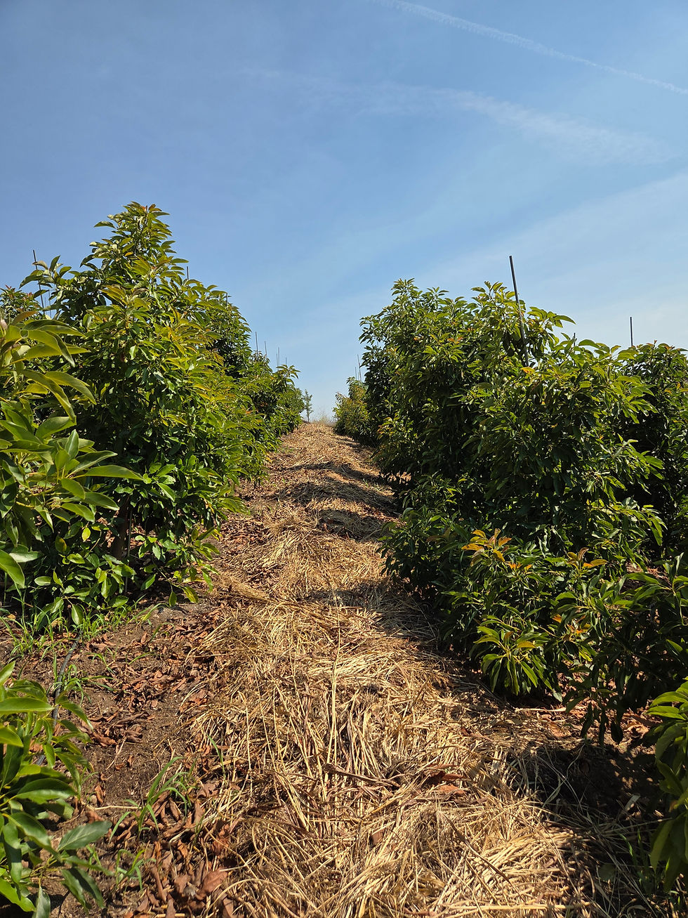 High Density Orchard of GEM avocados