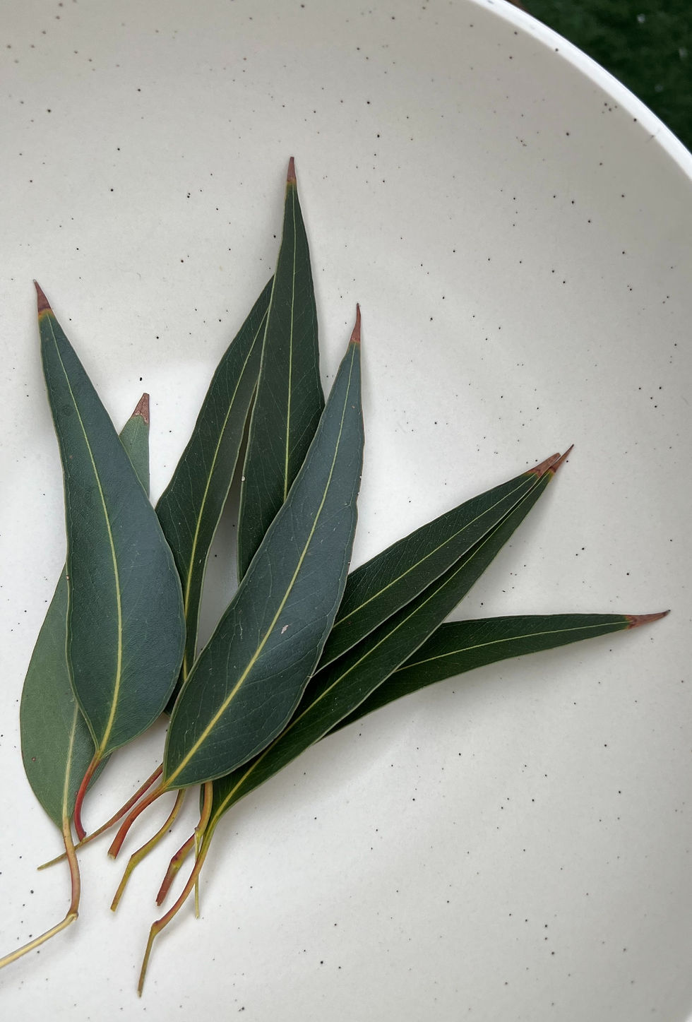 Thumbnail: Organic Lemon Eucalyptus