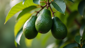 Discover the Rich Taste of California's Organic GEM Avocados from Taza Creek Orchard