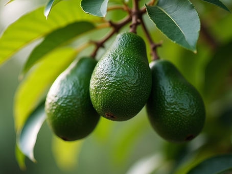 Discover the Rich Taste of California's Organic GEM Avocados from Taza Creek Orchard