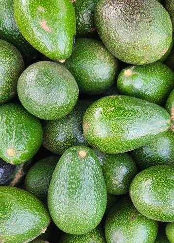 Organic GEM Avocados | Taza Creek Orchard
