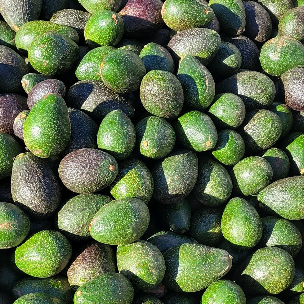 Harvest bin of perfect Gem Avocados together