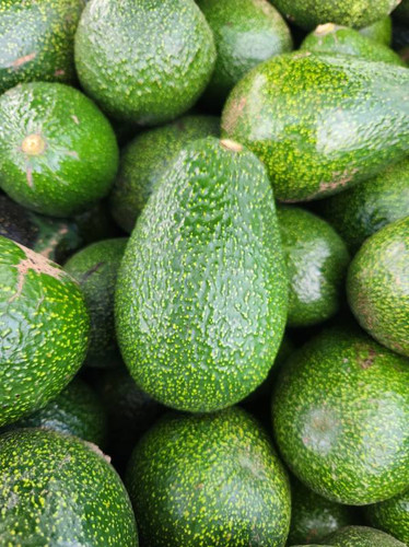Organic GEM Avocados | Taza Creek Orchard