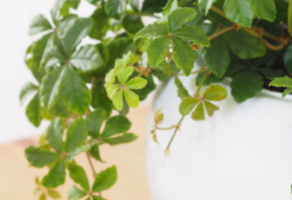 How To Decorate With Plants