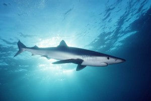 blue-shark-wallpaper-1
