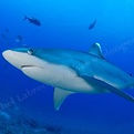 Silvertipshark-150x150.jpg