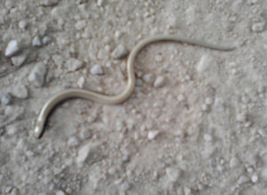 Anguis fragilis - Orvet