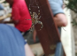 Épeire diadème - Araneus diadematus