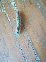Chenille de la livrée