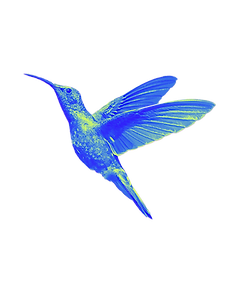 Hummingbird