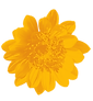 Medicinal flower
