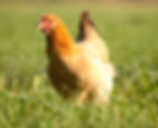 Freedom Ranger Chickens