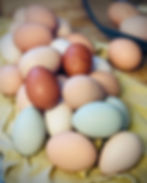 Free-Range Eggs $4/dozen