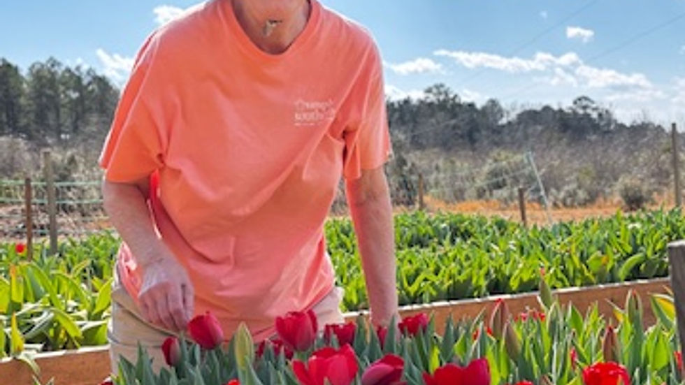 Hands on fun picking tulips