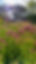 background 2.jpg