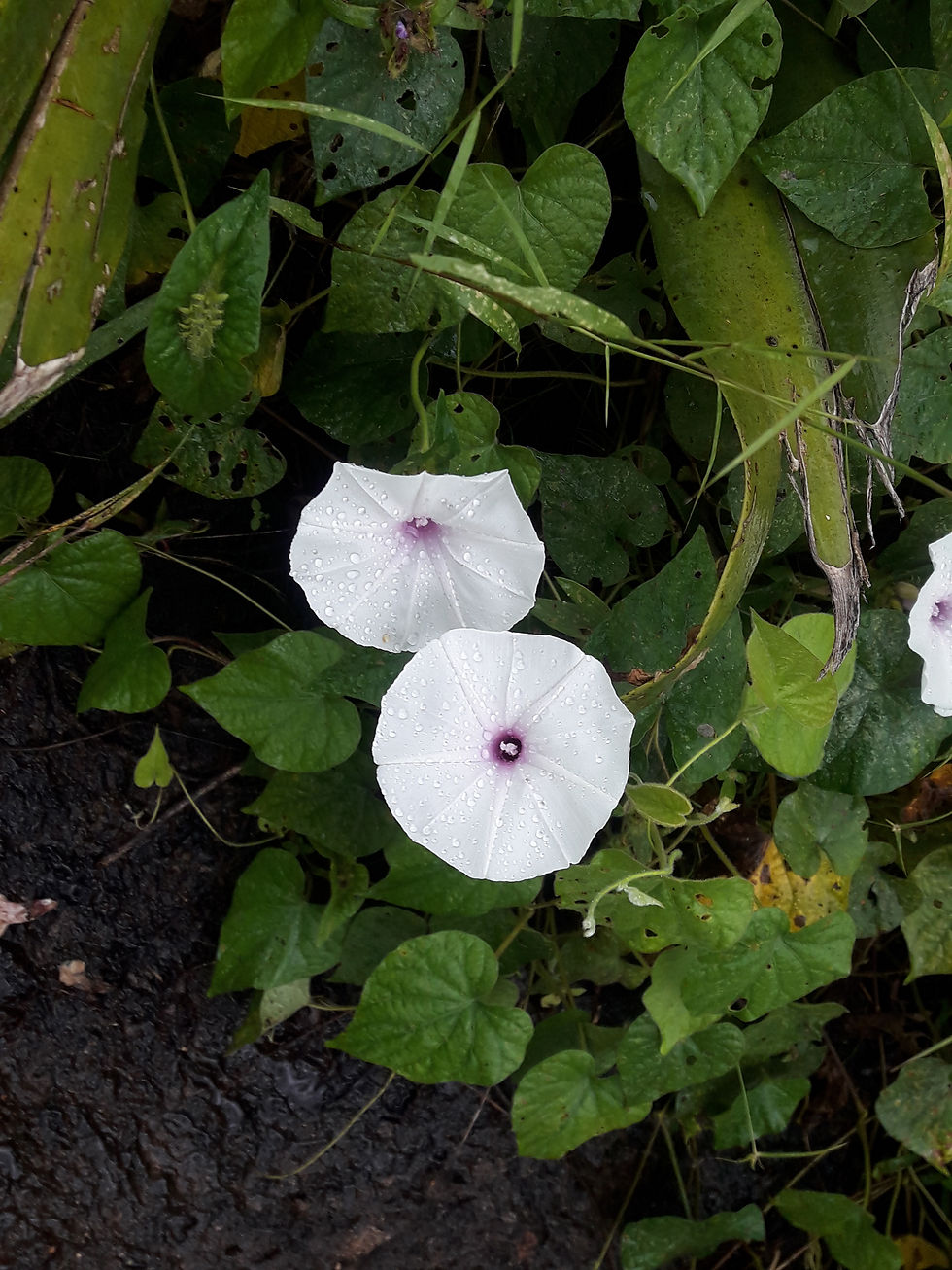 Nature flowers of Idanre Ondo state Oke Idanre nature resort