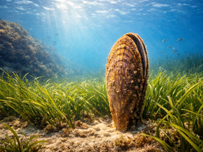 🎙️ Diving into the Mediterranean: Science, Survival and the Future of Fisheries