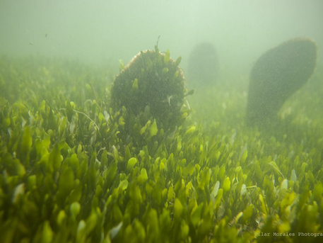 The pen shell of the Mar Menor receives support from the LIFE program to prevent its disappearance