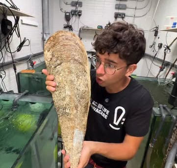 La nacra (Pinna nobilis), un gigante del Mediterráneo en peligro