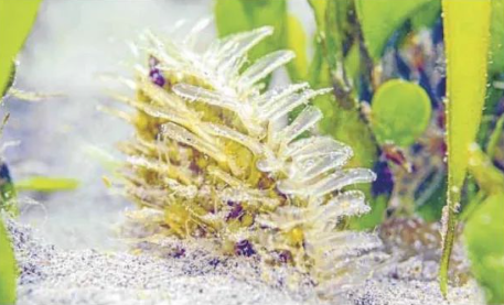 Nacras are reborn in the Mar Menor (Spain)