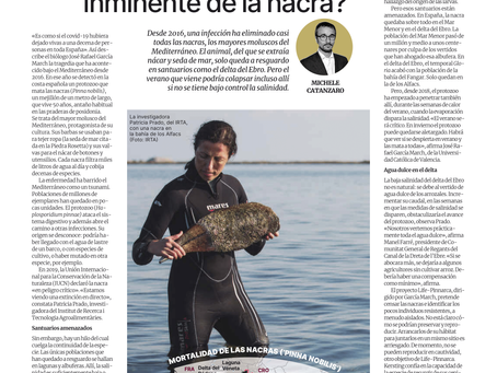  How to avoid the imminent extinction of the fan mussel? 