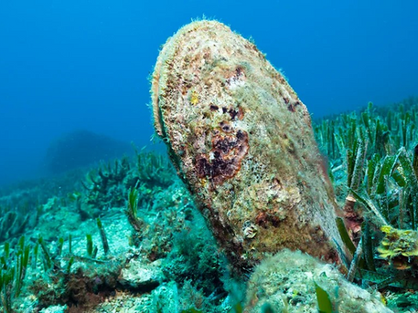 Noble pen shells: The effort to save these suddenly endangered giant clams (BBC)