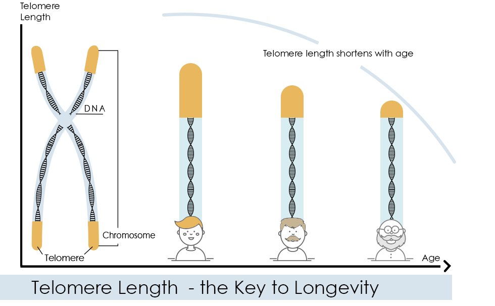 Telomere Dynamics in Stress and Aging