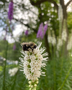 Native Bee on Native Liatris Flower