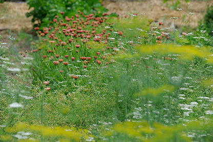 Flowering herbs on the farm: calendula, dill and cilantro.
