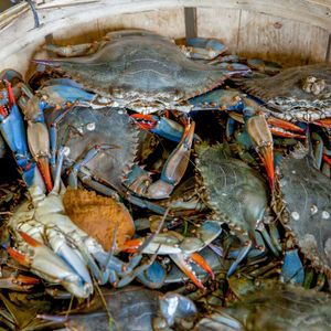 Female Blue Crabs ~ All the Bennies!