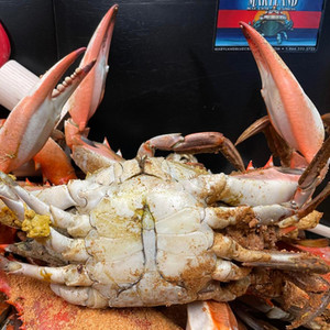 "New Feature" Maryland Blue Crab Express Constant Contact Email (Sent 7/29/24)