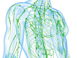Lymphatic pathways, mapping your dynamic immune highway.