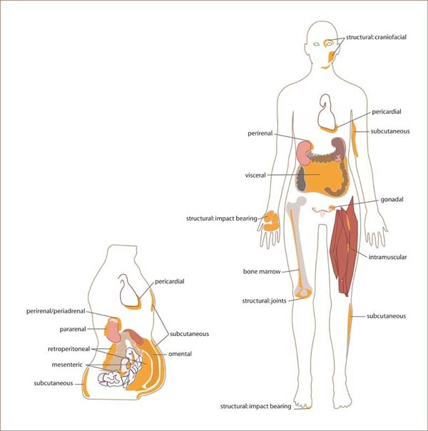 STEP semaglutide weight management adipose tissue | DietApp.com GLP1 Tracker
