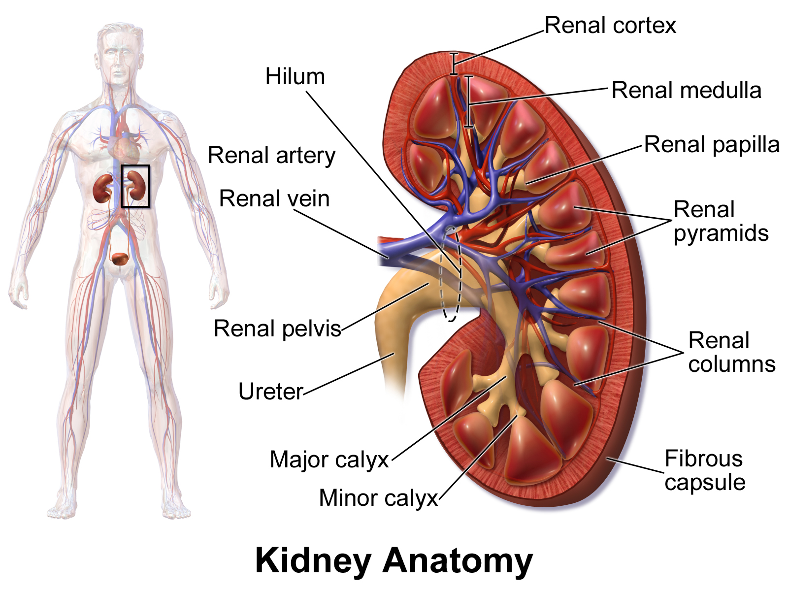 FLOW semaglutide kidney disease outcomes | DietApp.com GLP1 Tracker