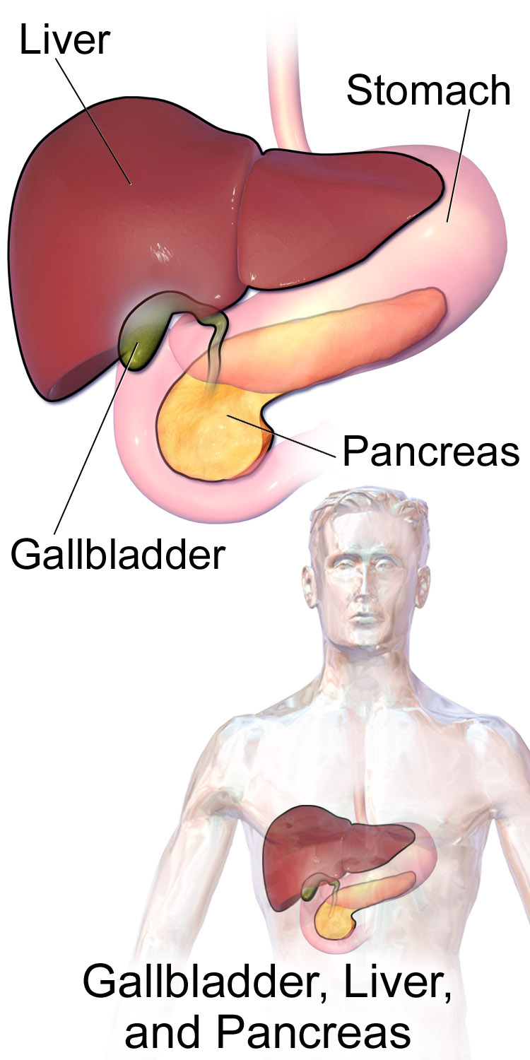 Survodutide GLP1 glucagon liver anatomy | DietApp.com GLP1 Tracker
