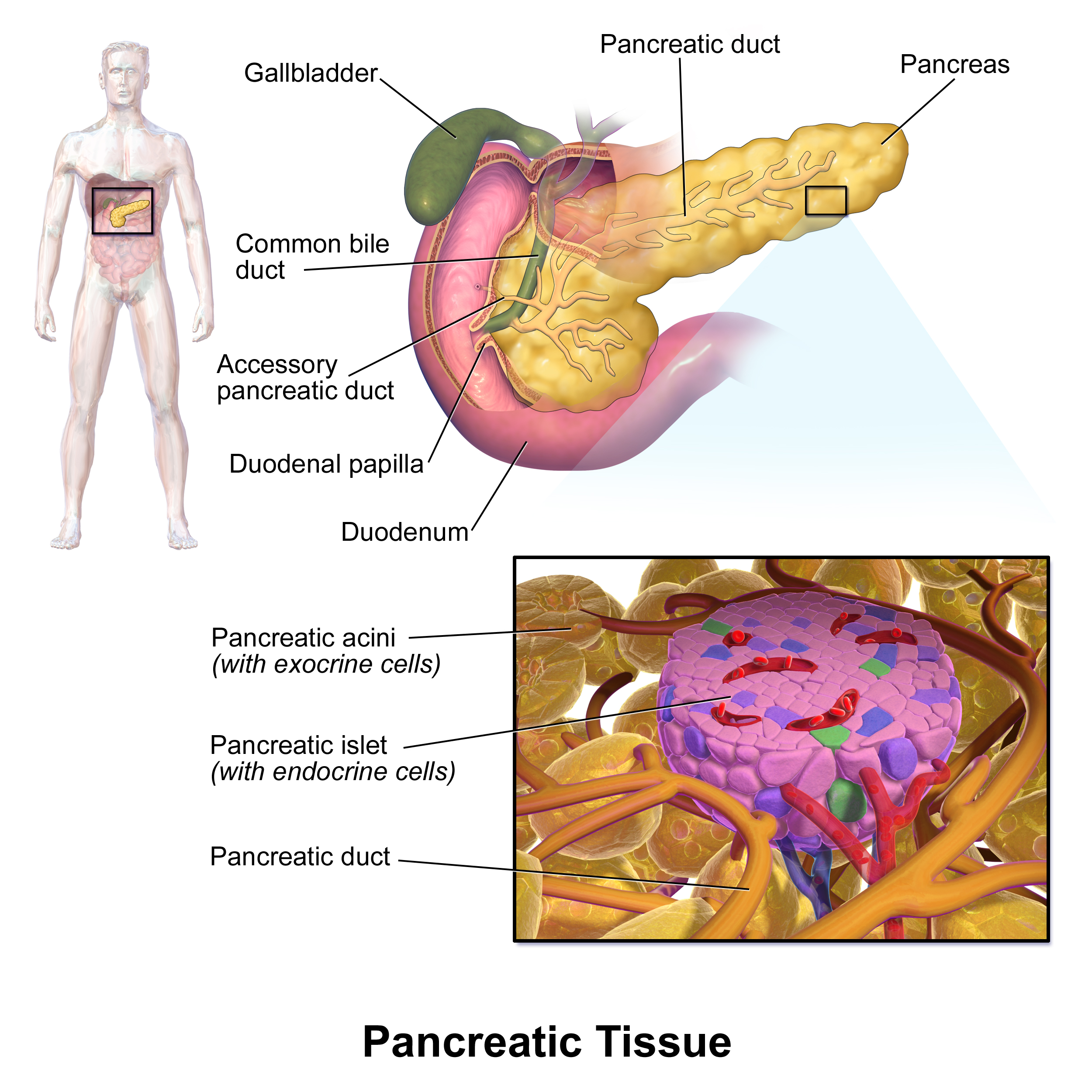 Petrelintide amylin pancreatic islet cells | DietApp.com GLP1 Tracker