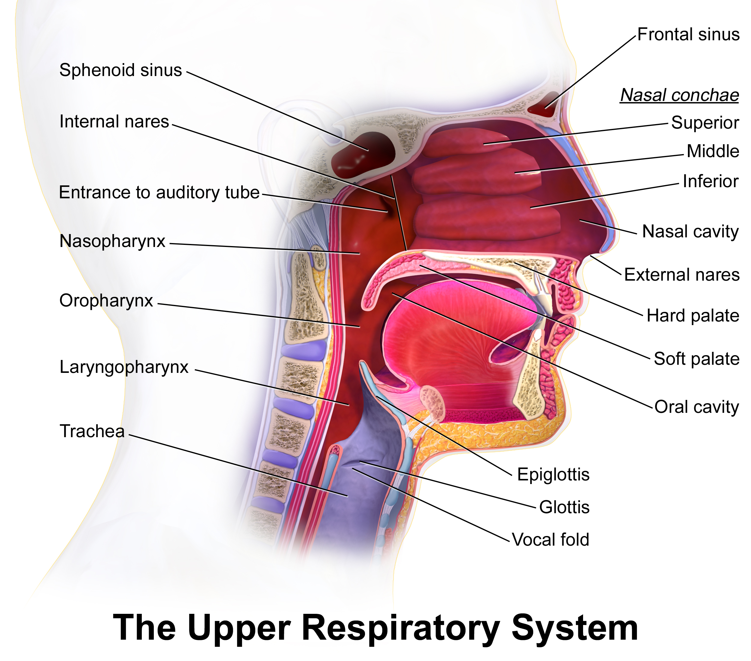 SURMOUNT-OSA tirzepatide sleep apnea airway | DietApp.com GLP1 Tracker