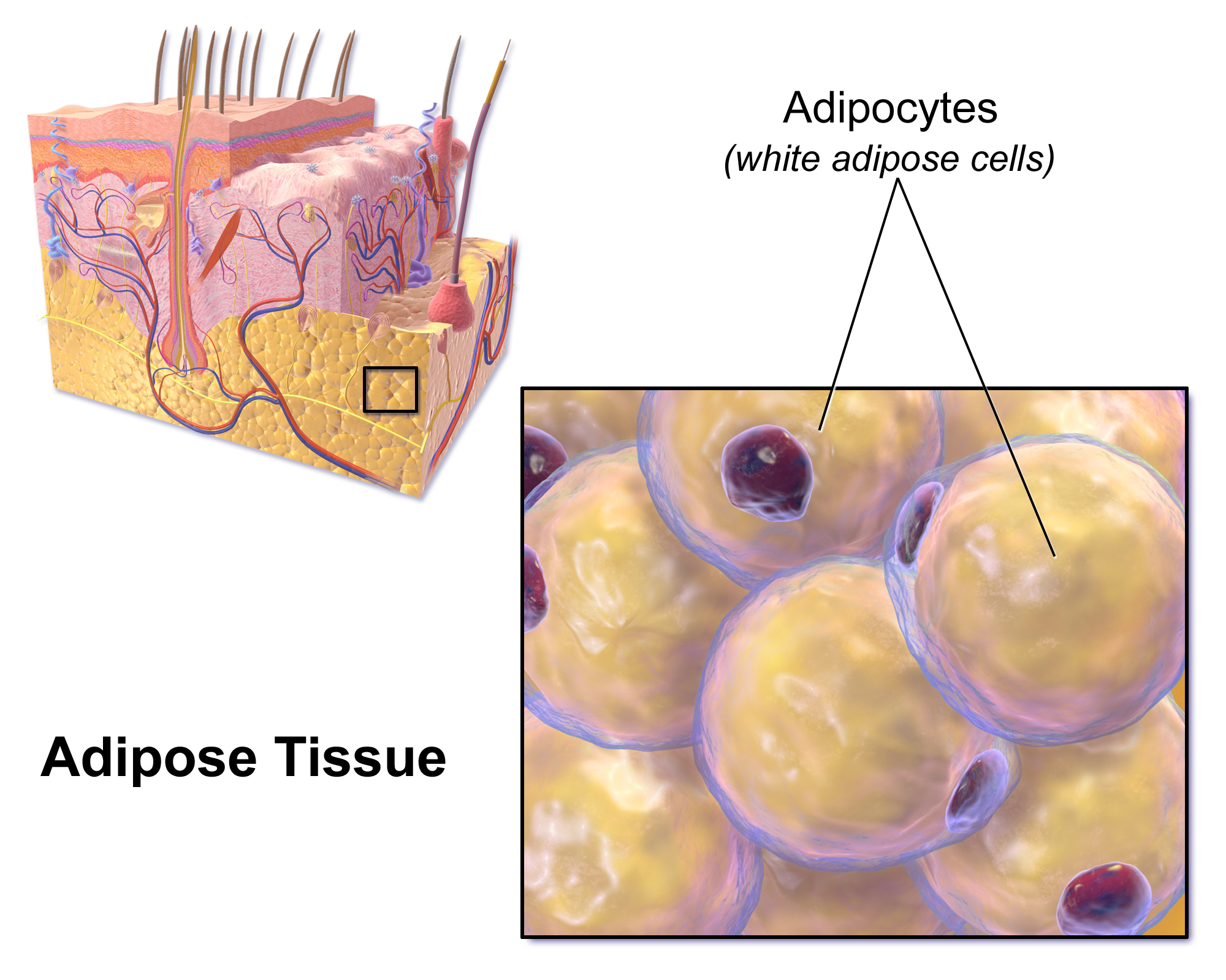 REDEFINE CagriSema adipose tissue weight loss | DietApp.com GLP1 Tracker