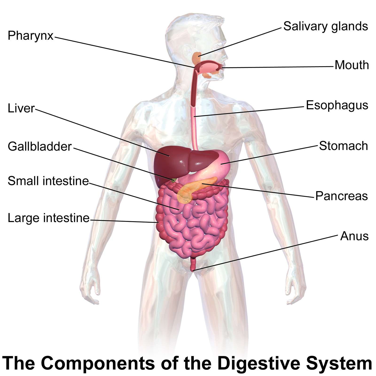 PIONEER oral semaglutide digestive absorption | DietApp.com GLP1 Tracker