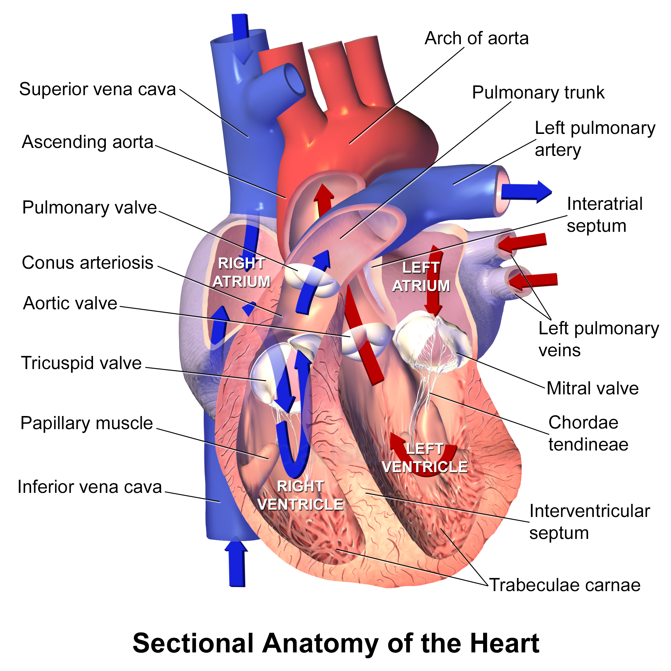 ELIXA lixisenatide cardiovascular outcomes | DietApp.com GLP1 Tracker
