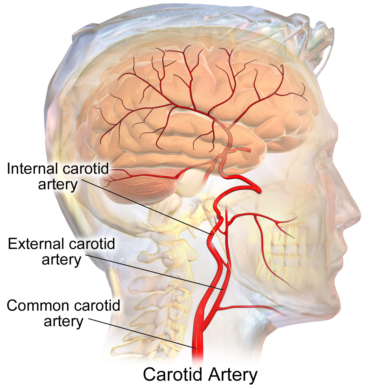SUSTAIN-6 semaglutide stroke cardiovascular arteries | DietApp.com GLP1 Tracker