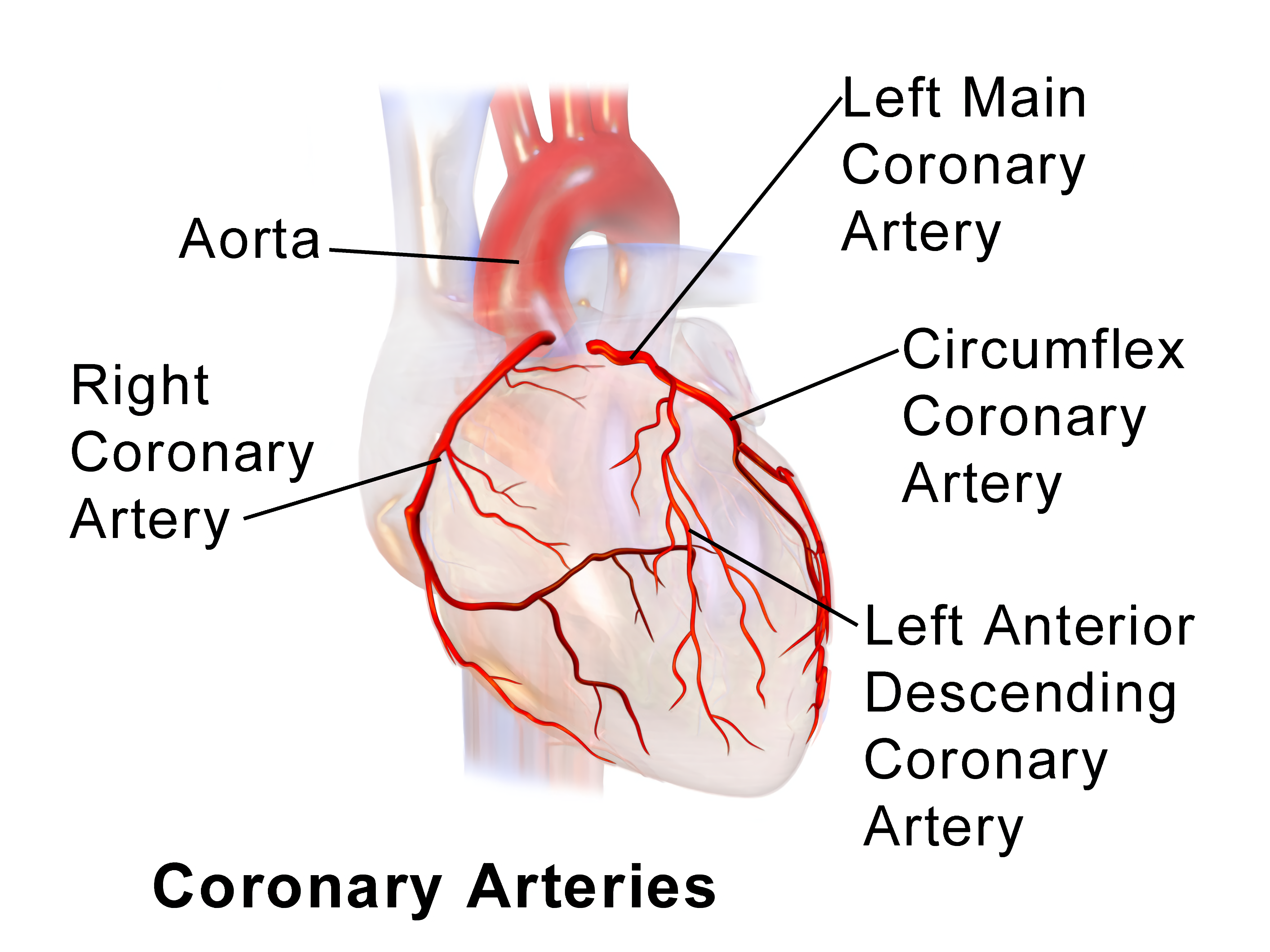LEADER liraglutide cardiovascular coronary arteries | DietApp.com GLP1 Tracker