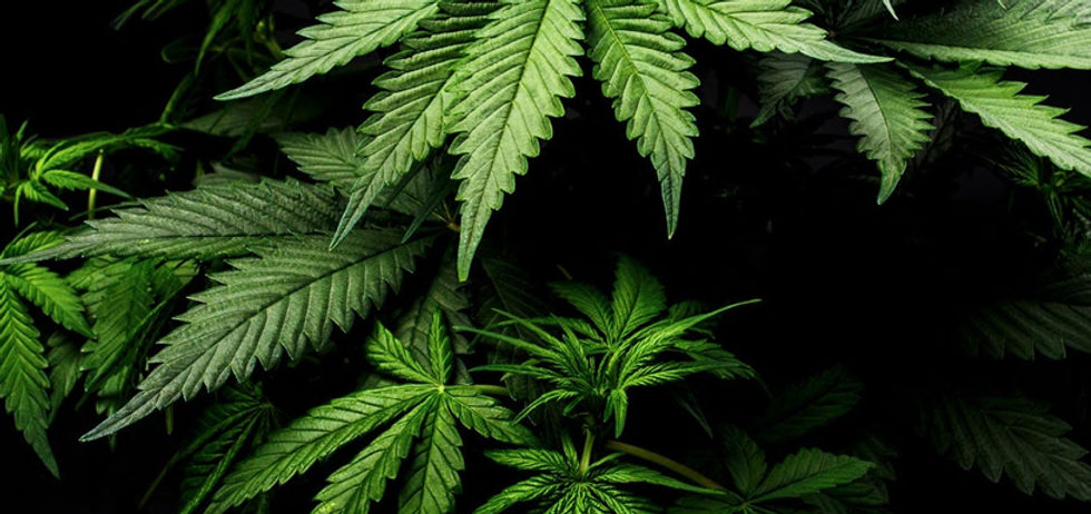 marijuana-1036610200.jpeg