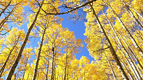 Aspen Highlights 2020.jpg