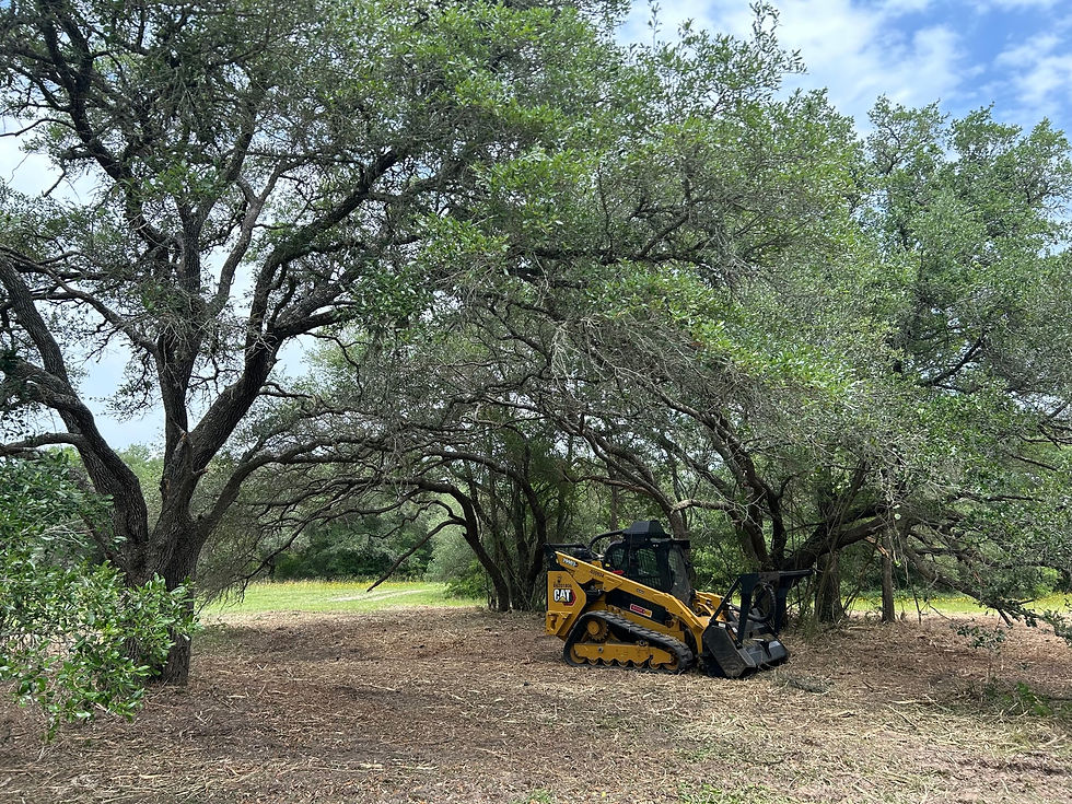 Brush Clearing, Mulching brush