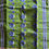 Thumbnail: Handloom Bengal Tant Baluchari Saree (Green & Blue)